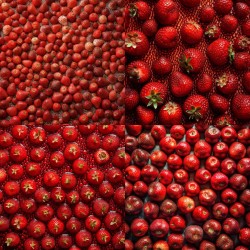 Transparent Backdrop of Fresh Produce