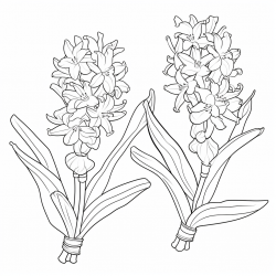 Midjourney Prompt for Beautiful Flowers Coloring Books