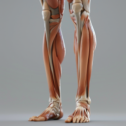 3D Human Digital Casts For Anatomy Studies